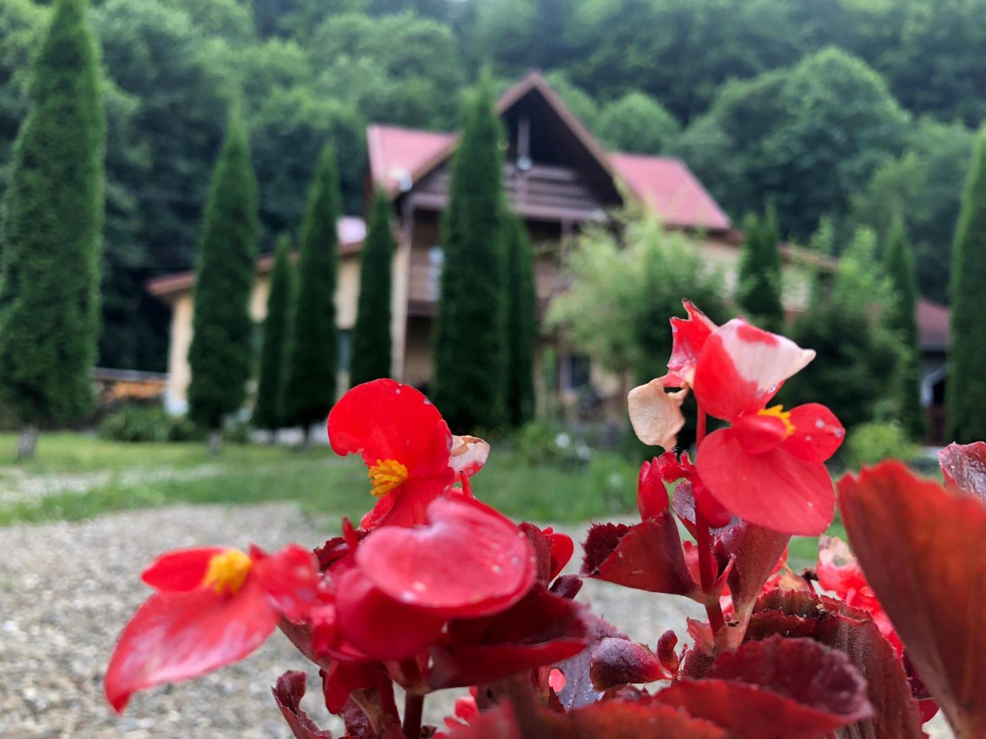 Măneciu Pensiunea La Padure Cheia, Prahova酒店 外观 照片